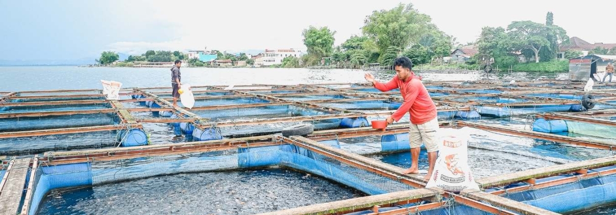 Pakan ikan berkualitas untuk keberhasilan budidaya ikan