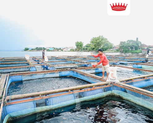 Pakan ikan berkualitas untuk keberhasilan budidaya ikan