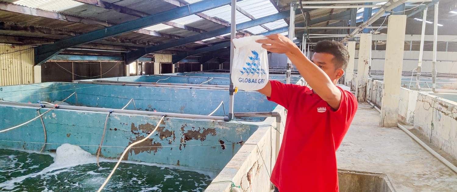 Global Gen Benur Udang berkualitas produksi PT Bibit Unggul