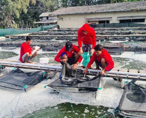 Kolam Trial untuk menguji kualitas pakan ternak dan benur