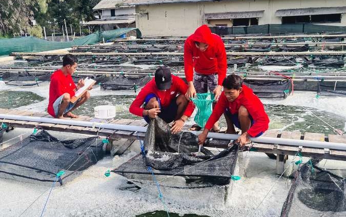 Kolam Trial untuk menguji kualitas pakan ternak dan benur