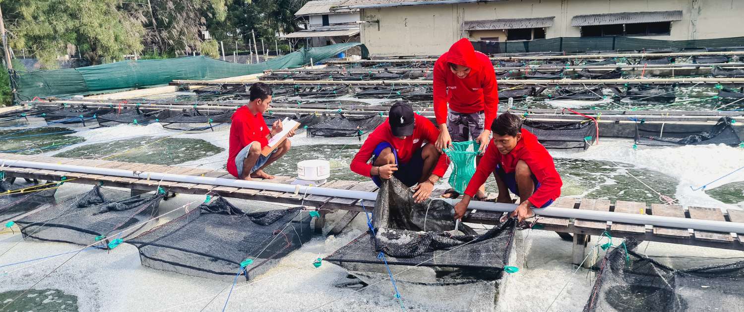 Kolam Trial untuk menguji kualitas pakan ternak dan benur