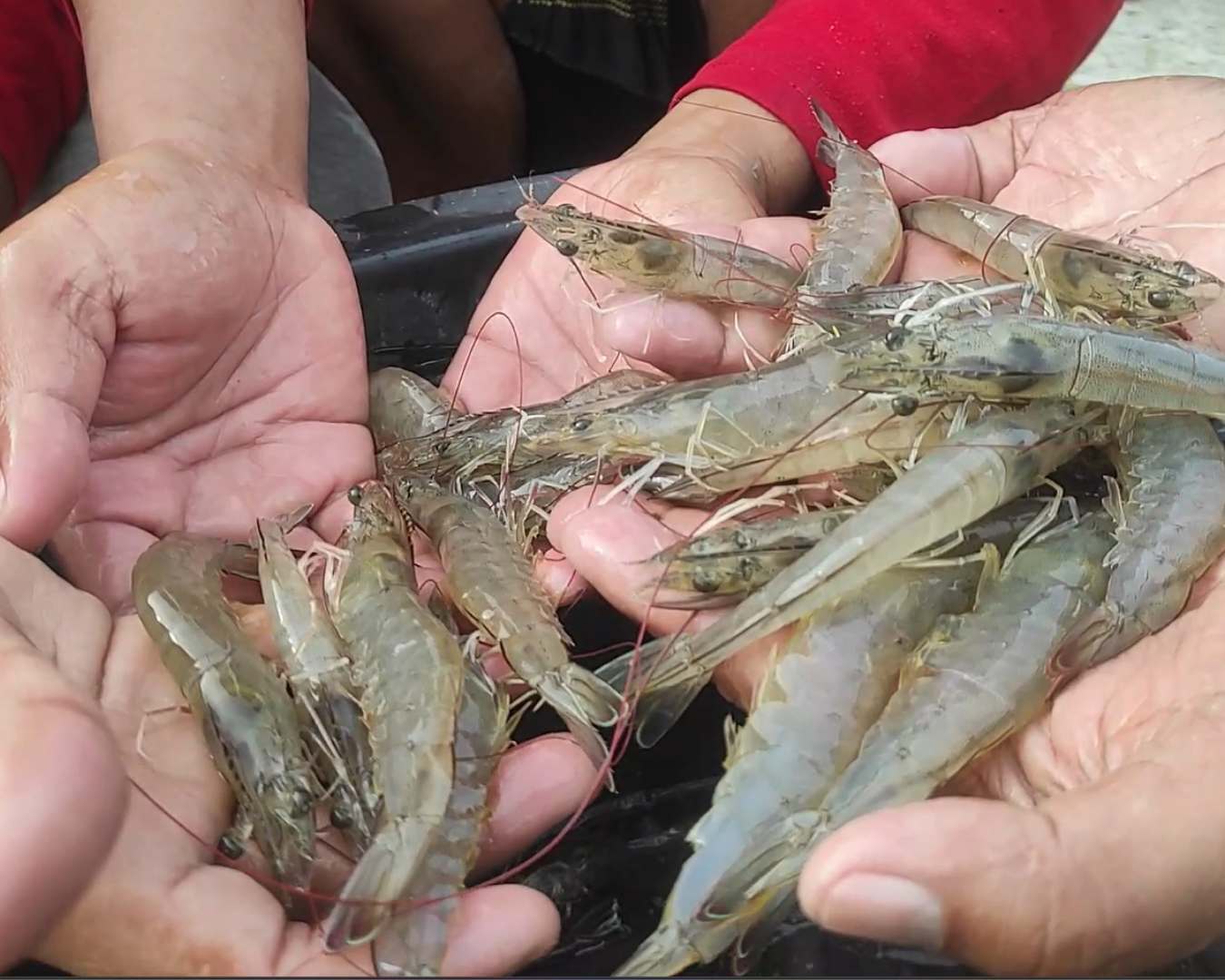 Sampling Berkala Budidaya Udang untuk Menjaga Kualitas